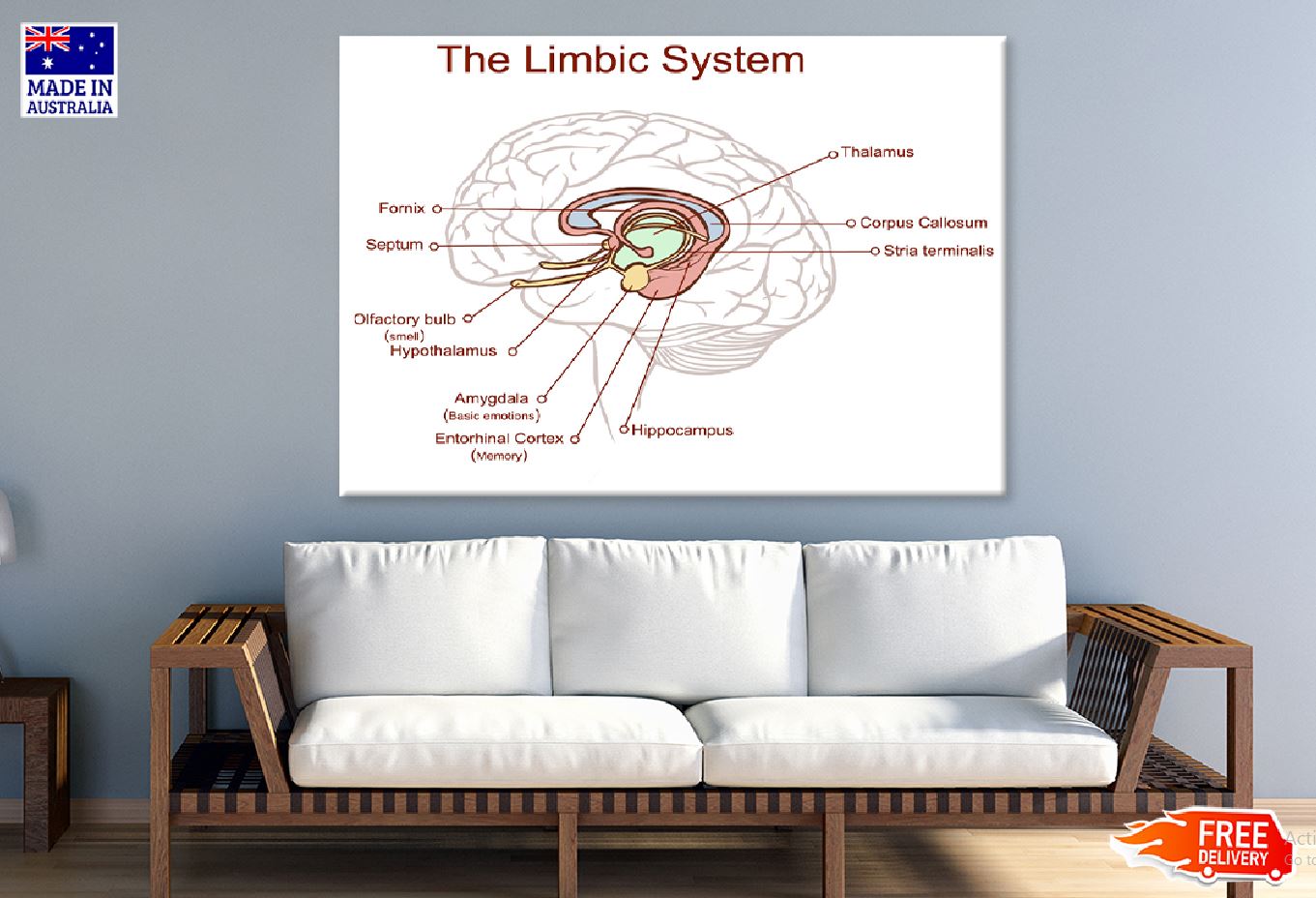 Limbic System Vector Illustration Print 100% Australian Made Stretched Canvas Ready to Hang - 2408