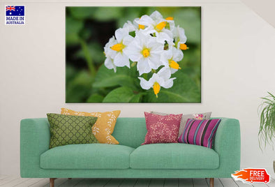 Kartoffel Flowers Closeup View Print 100% Australian Made Stretched Canvas Ready to Hang - 1574