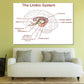 Limbic System Vector Illustration Print 100% Australian Made Stretched Canvas Ready to Hang - 2408
