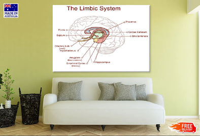 Limbic System Vector Illustration Print 100% Australian Made Stretched Canvas Ready to Hang - 2408