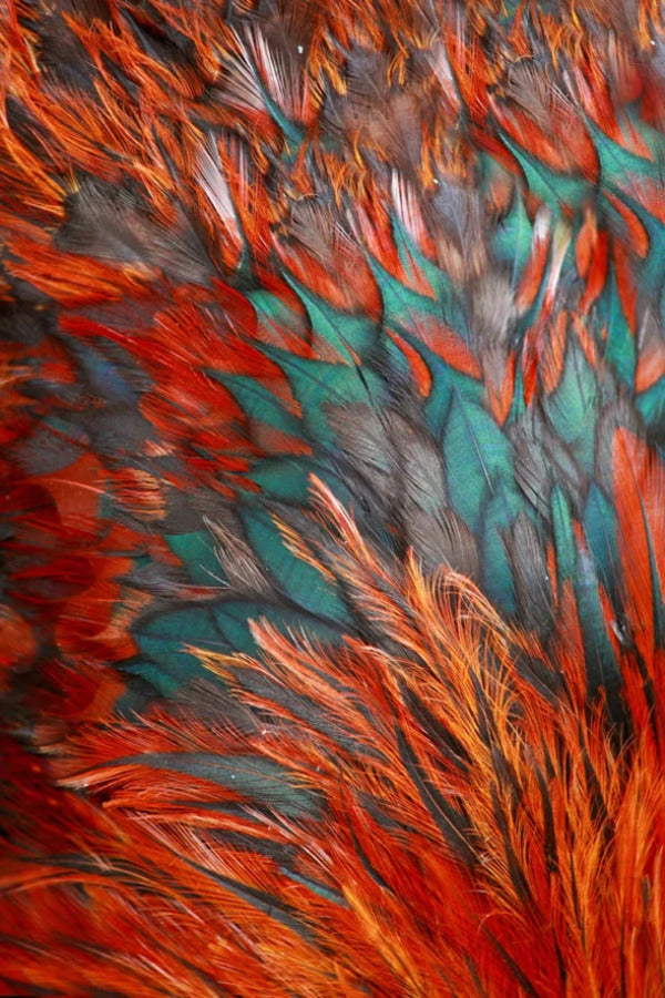 Red & Green Feather Design Photograph Print 100% Australian Made Stretched Canvas Ready to Hang - 1980