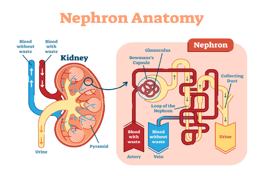 Nephron Anatomy Vector Illustration Print 100% Australian Made Stretched Canvas Ready to Hang - 2410