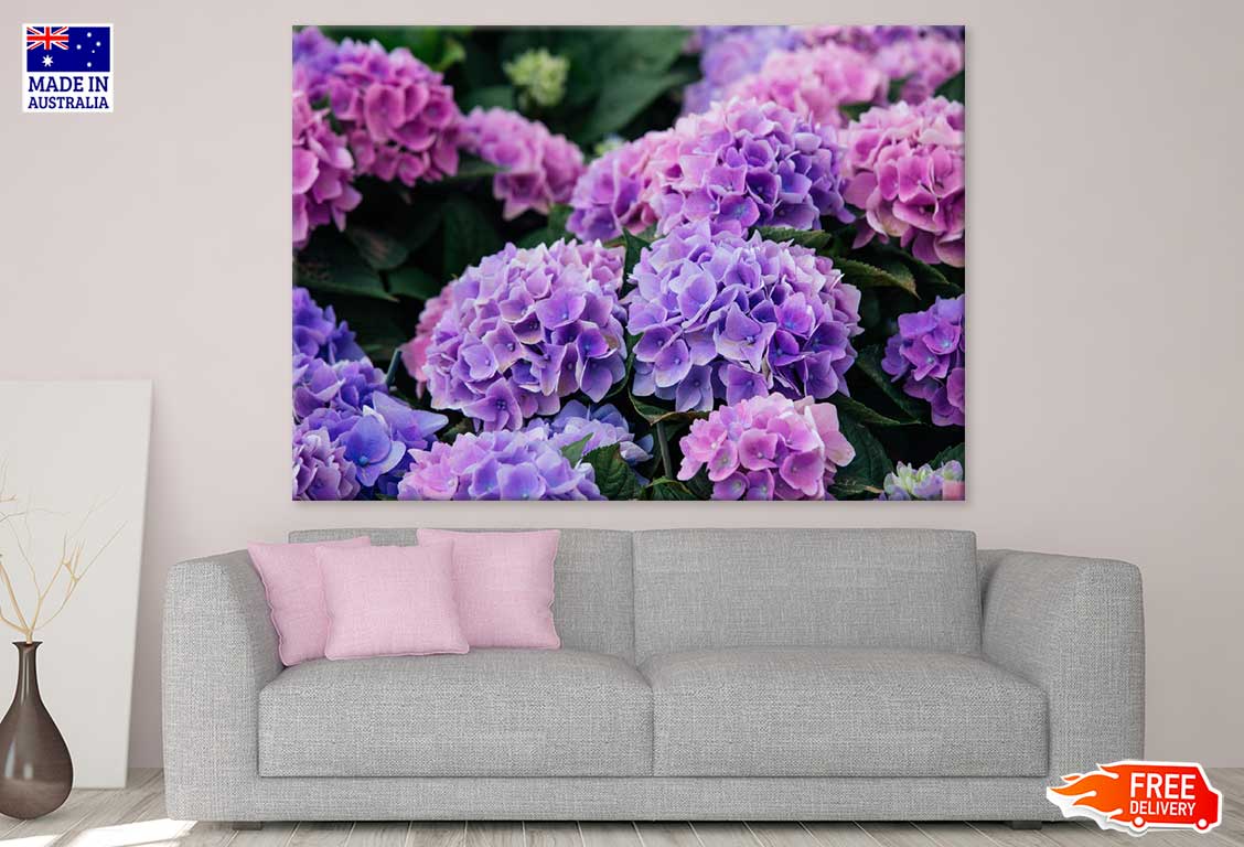 Pink Purple Hydrangea Flowers Print 100% Australian Made Stretched Canvas Ready to Hang - 1576