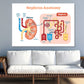 Nephron Anatomy Vector Illustration Print 100% Australian Made Stretched Canvas Ready to Hang - 2410