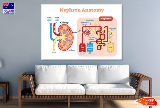 Nephron Anatomy Vector Illustration Print 100% Australian Made Stretched Canvas Ready to Hang - 2410