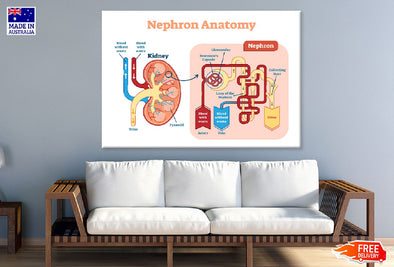 Nephron Anatomy Vector Illustration Print 100% Australian Made Stretched Canvas Ready to Hang - 2410