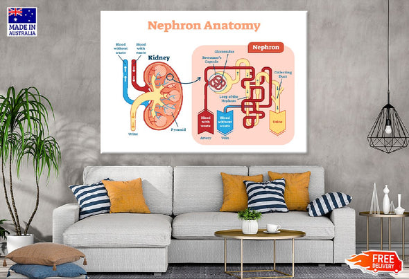 Nephron Anatomy Vector Illustration Print 100% Australian Made Stretched Canvas Ready to Hang - 2410