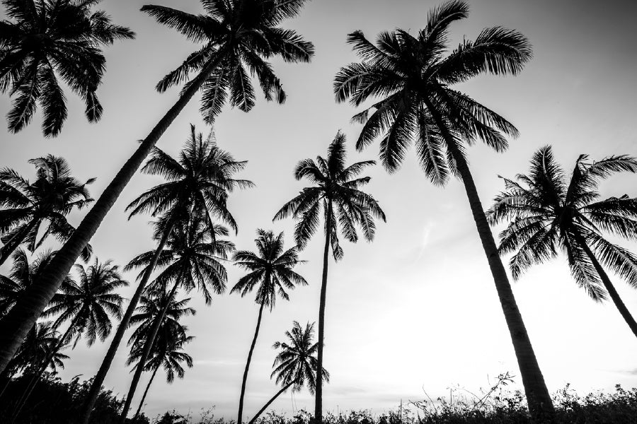 Coconut Palm Tree B&W Photograph Print 100% Australian Made Stretched Canvas Ready to Hang - 1706