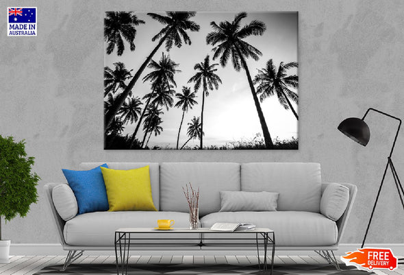 Coconut Palm Tree B&W Photograph Print 100% Australian Made Stretched Canvas Ready to Hang - 1706