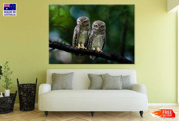 Spotted Owlet Pair Photograph Print 100% Australian Made Stretched Canvas Ready to Hang - 1228