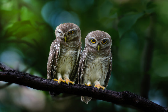 Spotted Owlet Pair Photograph Print 100% Australian Made Stretched Canvas Ready to Hang - 1228