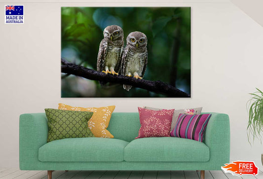 Spotted Owlet Pair Photograph Print 100% Australian Made Stretched Canvas Ready to Hang - 1228