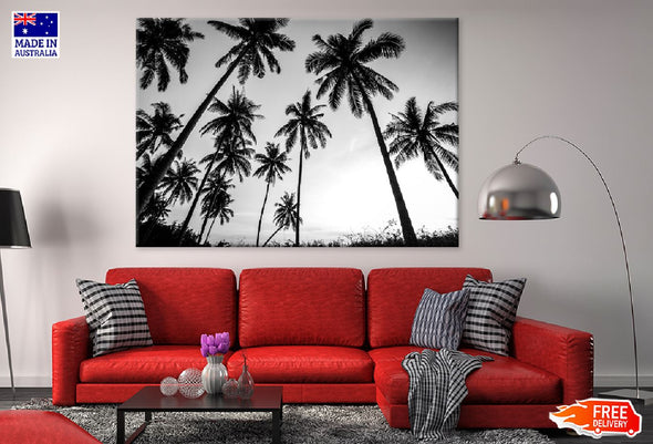 Coconut Palm Tree B&W Photograph Print 100% Australian Made Stretched Canvas Ready to Hang - 1706