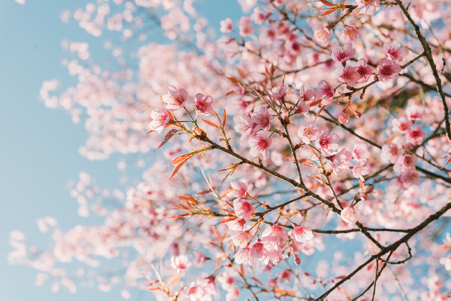 Pink Cherry Blossom Flowers View Print 100% Australian Made Stretched Canvas Ready to Hang - 1578