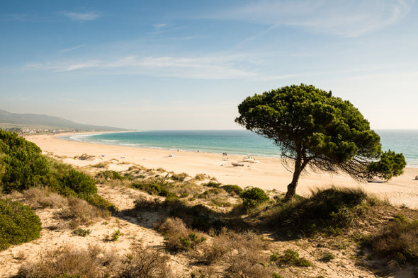 Tree Near Sea View Photograph Print 100% Australian Made Stretched Canvas Ready to Hang - 1707