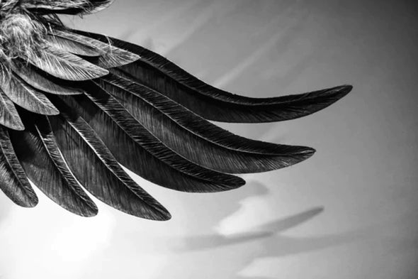 Feathers Closeup B&W Photograph  Print 100% Australian Made Stretched Canvas Ready to Hang - 1910