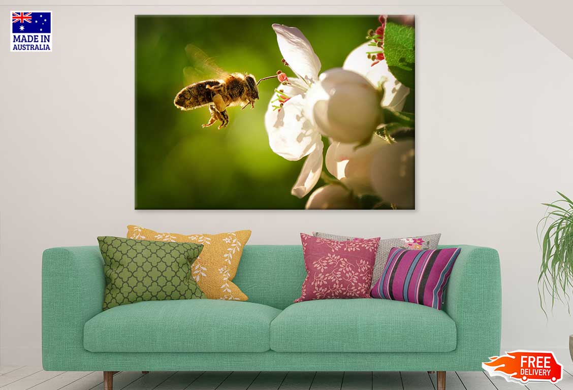 Bee on Flower View Photograph Print 100% Australian Made Stretched Canvas Ready to Hang - 1230