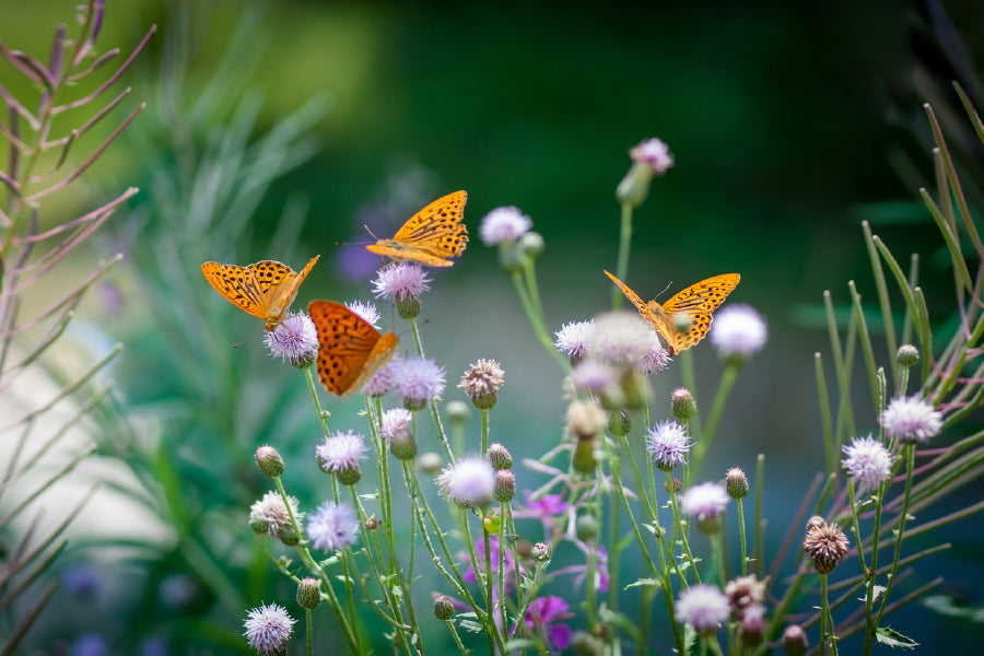 Butterflies on Flower Buds View Print 100% Australian Made Stretched Canvas Ready to Hang - 1579