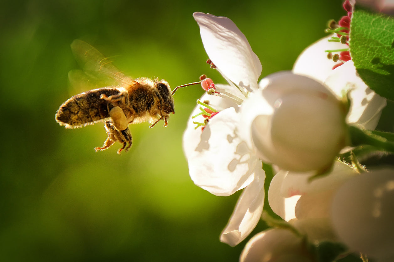 Bee on Flower View Photograph Print 100% Australian Made Stretched Canvas Ready to Hang - 1230