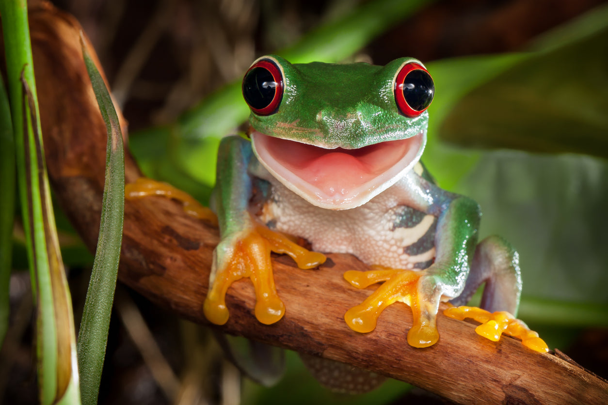 Red Eye Frog on Tree Branch View Print 100% Australian Made Stretched Canvas Ready to Hang - 1231