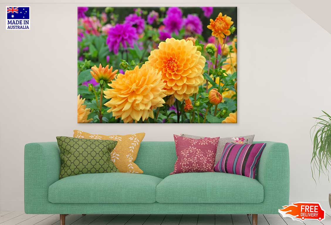 Yellow Dahlia Flowers Photograph Print 100% Australian Made Stretched Canvas Ready to Hang - 1580