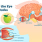 Human Eye Works Vector Design Print 100% Australian Made Stretched Canvas Ready to Hang - 2414
