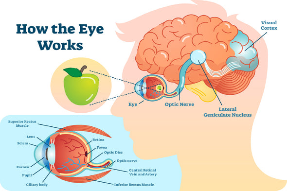 Human Eye Works Vector Design Print 100% Australian Made Stretched Canvas Ready to Hang - 2414