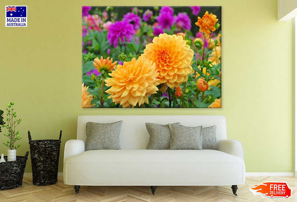 Yellow Dahlia Flowers Photograph Print 100% Australian Made Stretched Canvas Ready to Hang - 1580