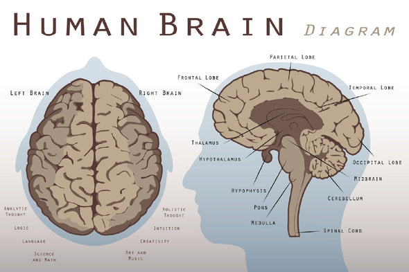 Human Brain Diagram Vector Print 100% Australian Made Stretched Canvas Ready to Hang - 2387