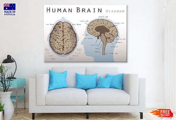 Human Brain Diagram Vector Print 100% Australian Made Stretched Canvas Ready to Hang - 2387