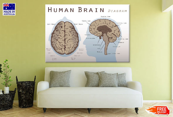 Human Brain Diagram Vector Print 100% Australian Made Stretched Canvas Ready to Hang - 2387