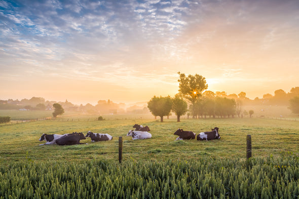 Cows in a Field View Photograph Print 100% Australian Made Stretched Canvas Ready to Hang - 1204