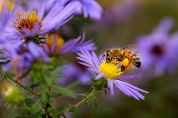 Bee on Purple Pollen Flower View Print 100% Australian Made Stretched Canvas Ready to Hang - 1553