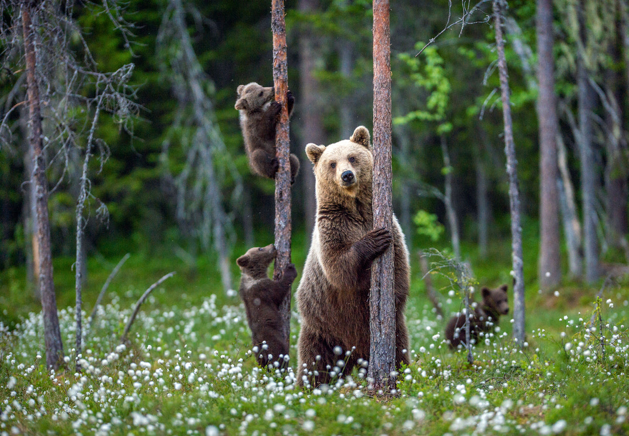 Brown Bear & Cubs Climbs a Tree Print 100% Australian Made Stretched Canvas Ready to Hang - 1232