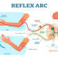 Reflex ARC Vector Illustration Print 100% Australian Made Stretched Canvas Ready to Hang - 2415