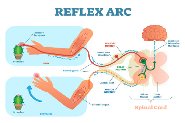 Reflex ARC Vector Illustration Print 100% Australian Made Stretched Canvas Ready to Hang - 2415