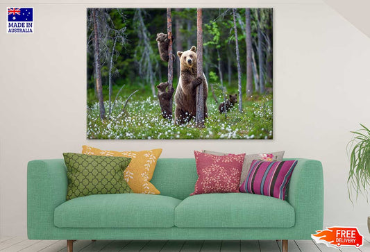 Brown Bear & Cubs Climbs a Tree Print 100% Australian Made Stretched Canvas Ready to Hang - 1232