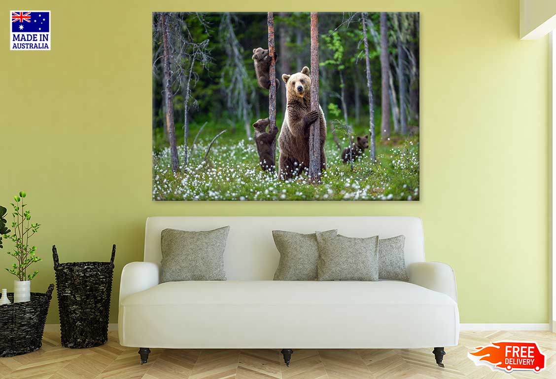 Brown Bear & Cubs Climbs a Tree Print 100% Australian Made Stretched Canvas Ready to Hang - 1232