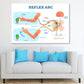 Reflex ARC Vector Illustration Print 100% Australian Made Stretched Canvas Ready to Hang - 2415