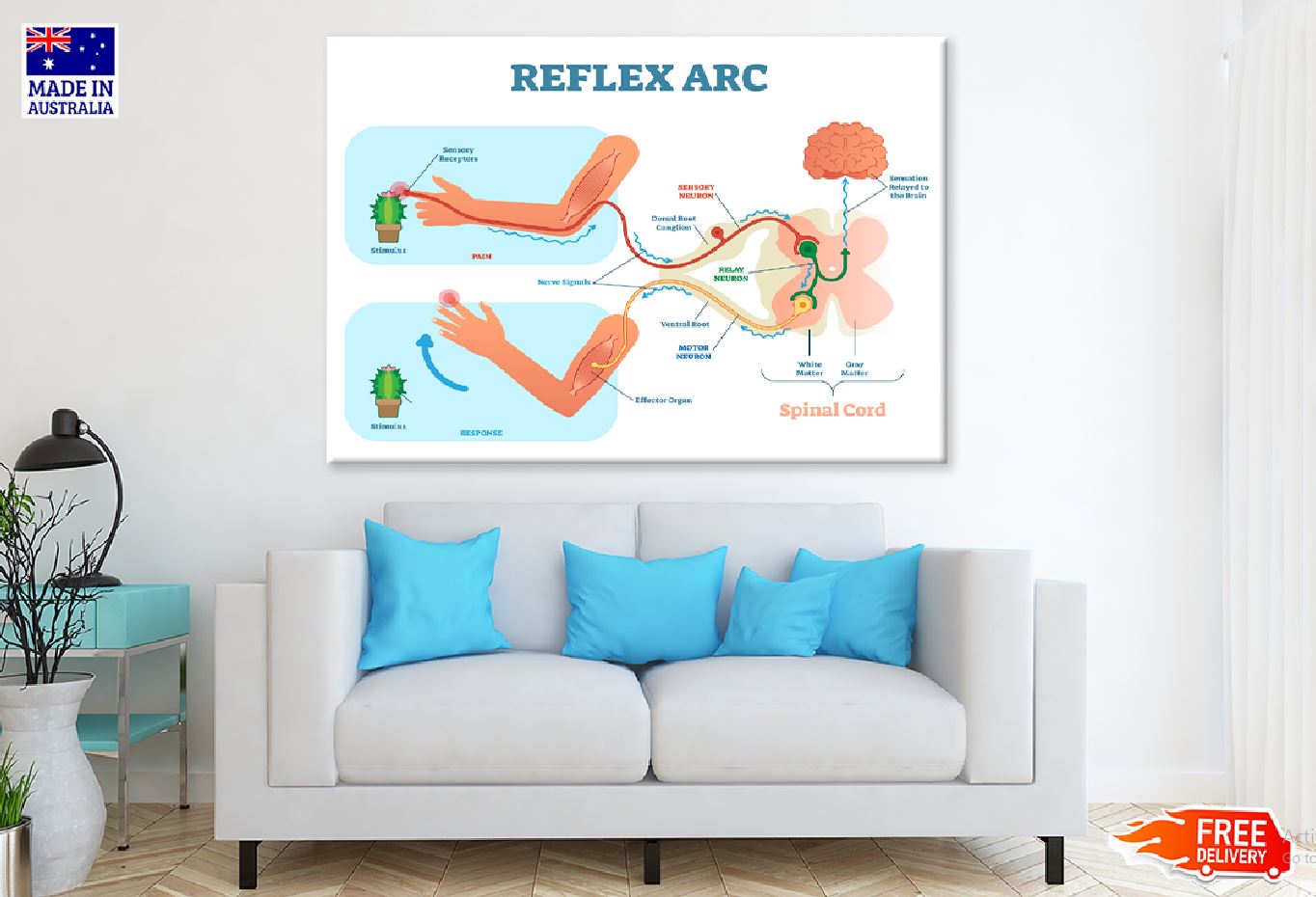 Reflex ARC Vector Illustration Print 100% Australian Made Stretched Canvas Ready to Hang - 2415