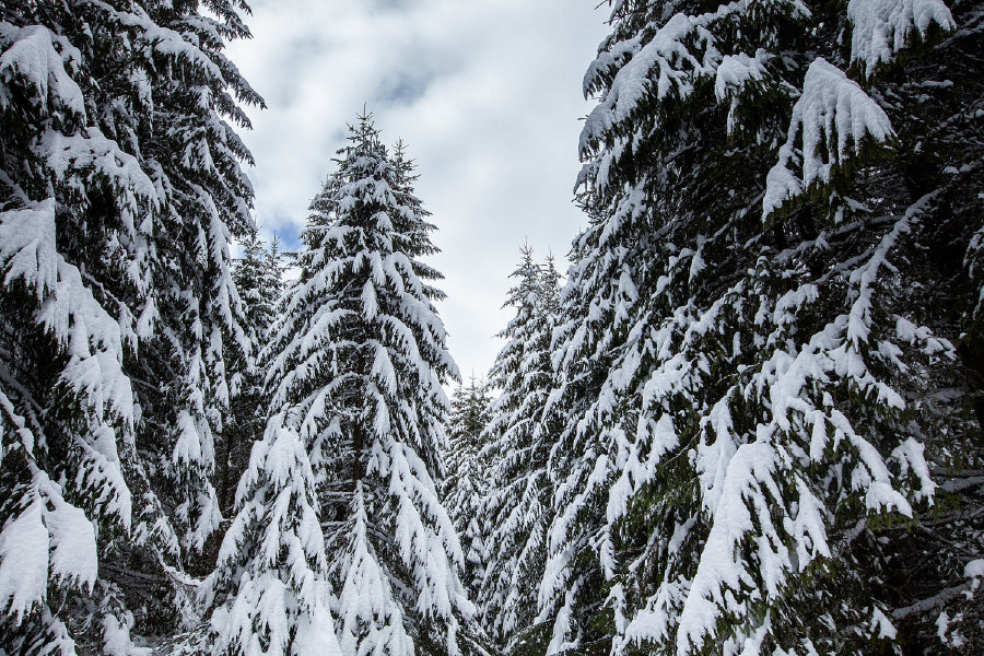 Winter Landscape Snow Forest View Print 100% Australian Made Stretched Canvas Ready to Hang - 1033