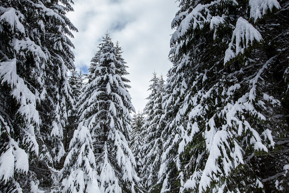 Winter Landscape Snow Forest View Print 100% Australian Made Stretched Canvas Ready to Hang - 1033