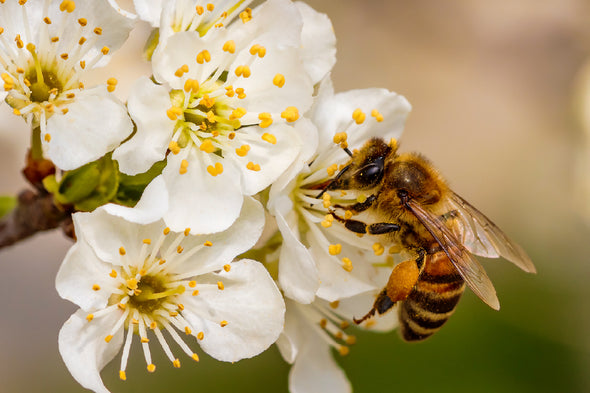 Bee on Cherry Blossom Flowers Print 100% Australian Made Stretched Canvas Ready to Hang - 1582