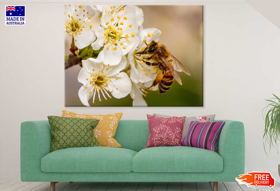 Bee on Cherry Blossom Flowers Print 100% Australian Made Stretched Canvas Ready to Hang - 1582