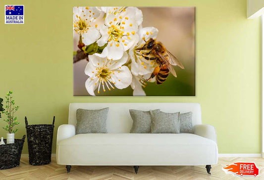 Bee on Cherry Blossom Flowers Print 100% Australian Made Stretched Canvas Ready to Hang - 1582