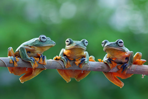 Frogs on Tree Branch Closeup View Print 100% Australian Made Stretched Canvas Ready to Hang - 1233