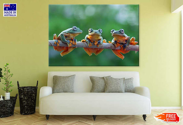 Frogs on Tree Branch Closeup View Print 100% Australian Made Stretched Canvas Ready to Hang - 1233