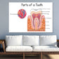 Parts of a Tooth Vector Illustration Print 100% Australian Made Stretched Canvas Ready to Hang - 2417