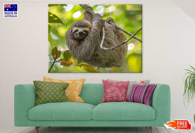 Costa Rica Sloth on Tree View Print 100% Australian Made Stretched Canvas Ready to Hang - 1234