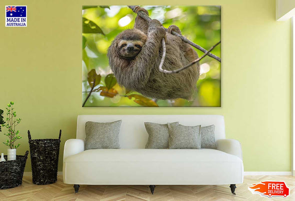 Costa Rica Sloth on Tree View Print 100% Australian Made Stretched Canvas Ready to Hang - 1234